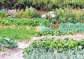 New Romney Allotments