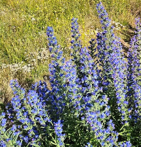 Viper's Bugloss