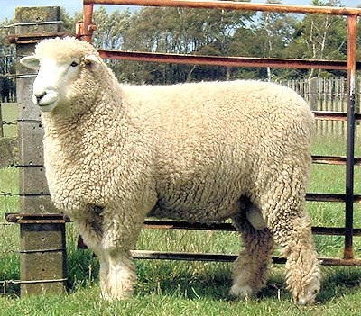 A Romney Sheep