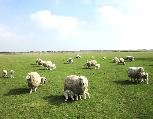 Romney Sheep and Lambs