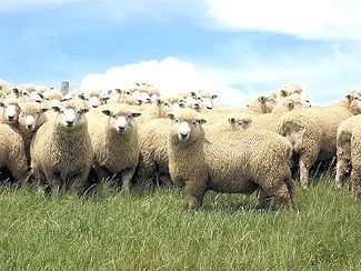 Romney Sheep in New Zealand