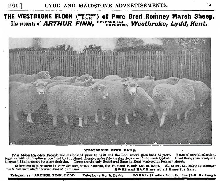 Sheep Advert