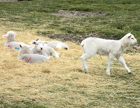 Romney Lambs