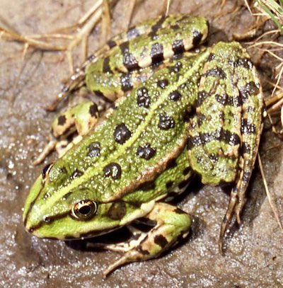 Marsh Frog