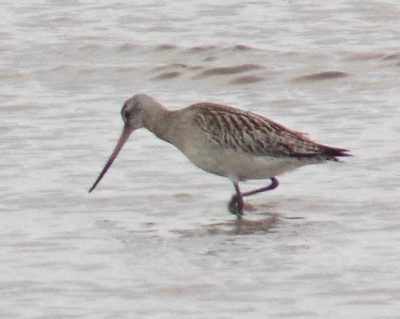 Bar Tailed Godwit