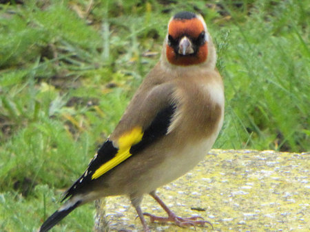 Goldfinch