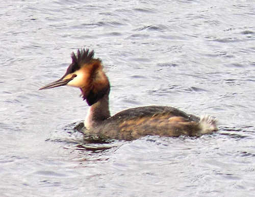 Great Crested Grebe at Greatstone Lakes