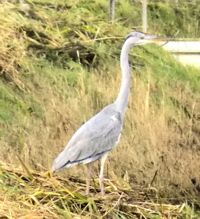 Grey Heron