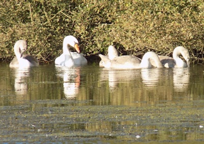 Mute Swans on Greatstone Lake