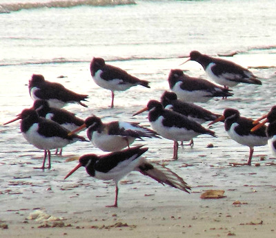 Oystercatchers