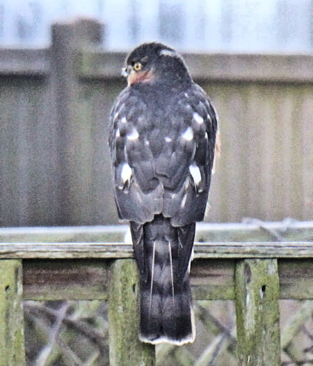 Sparrowhawk