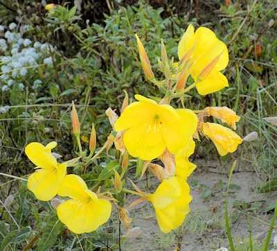 Evening Primrose