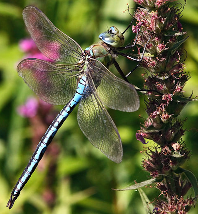 Emperor Dragonfly