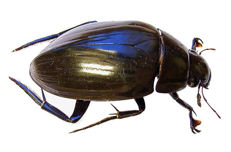 The Great Silver Water Beetle