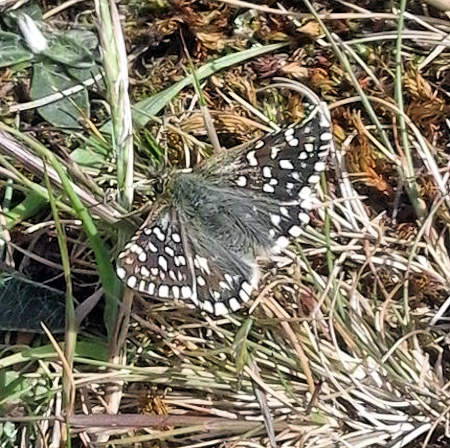 Grizzled Skipper