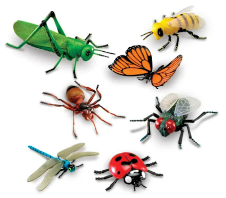 Insects