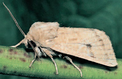 Marsh Mallow Moth