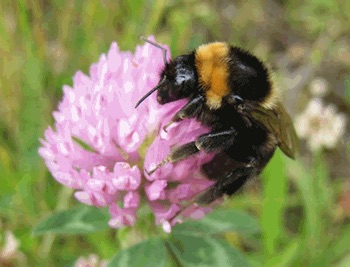 the short haired bumblebee