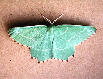 Sussex Emerald Moth