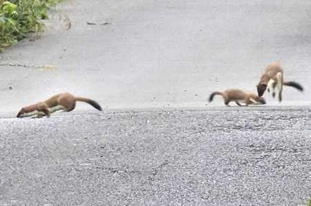 Stoats Playing at Dungeness