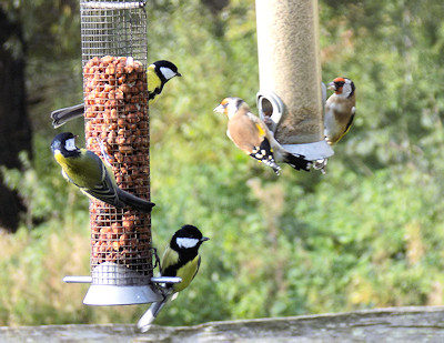 birds at romney marsh visitor centre