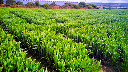 Hagueelands Maize Maze