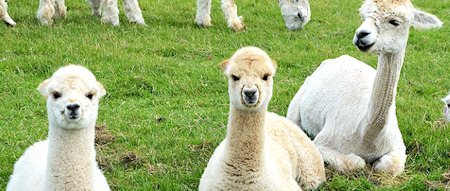 Alpacas