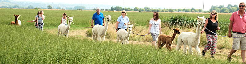 Treking with Alpacas