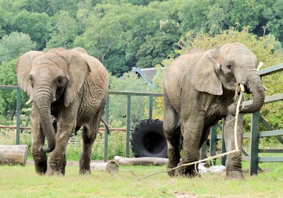 port lympne animal park